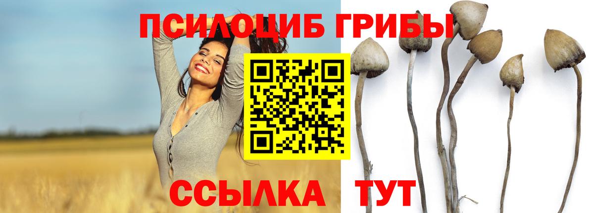 Псилоцибиновые грибы Cubensis  Вход с VPN  Ростов Великий 